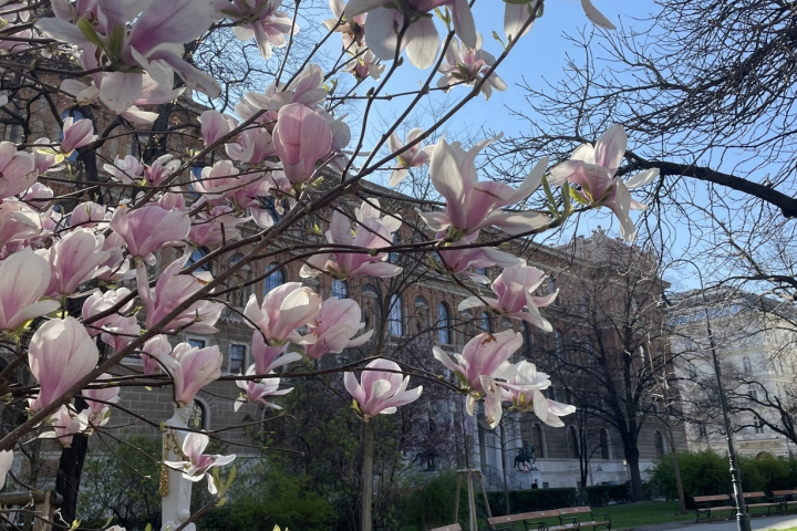Magnolienblüten in einem Park