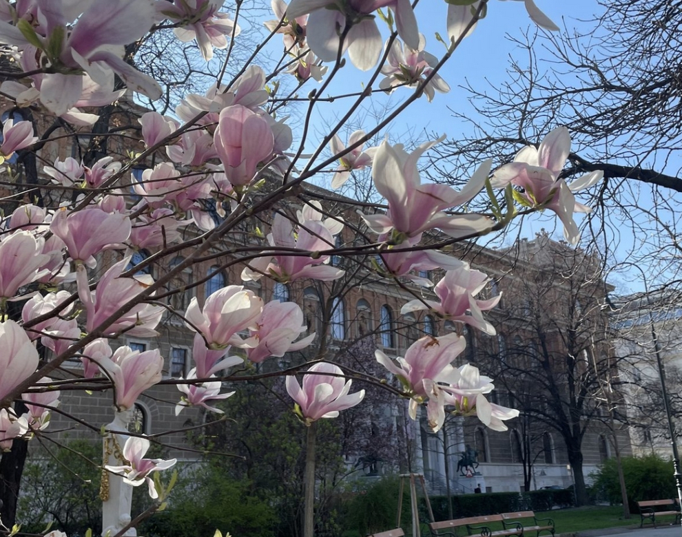 Magnolienblüten in einem Park